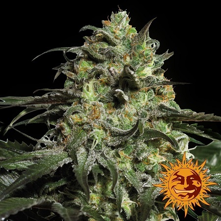 Imagen de la imponente flor principal de Peyote Cookies*