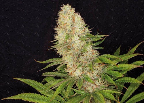 Foto de una planta de cannabis, variedad Panakeia