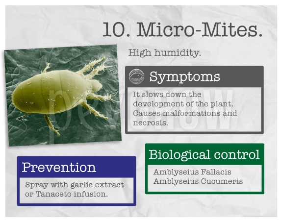 Identify the plague "Micro-mite".