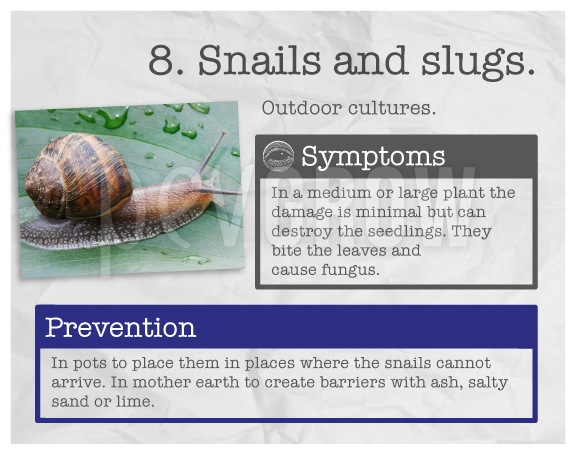 Identify the plague "Snails and slugs".