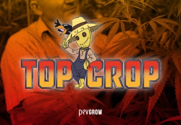 Logo y nombre Top Crop sobre un fondo de planta de marihuana con un cultivador repasando sus hojas