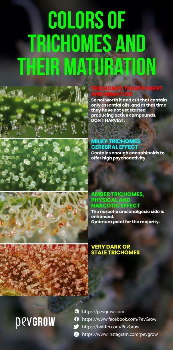 Trichomes Weed Ready