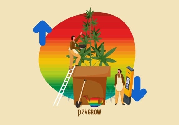Image of a giant marijuana plant, on one side a man climbing up a ladder and on the other side a man below with a pH lowering device.