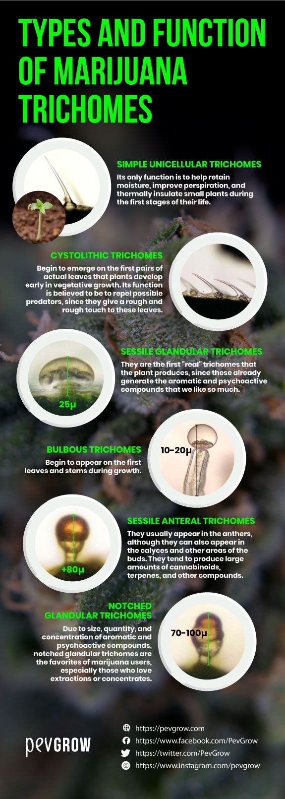 Summary of types and functions of marijuana trichomes