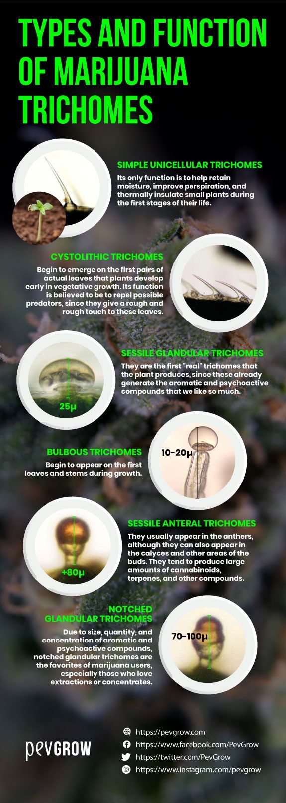  Summary of types and functions of marijuana trichomes