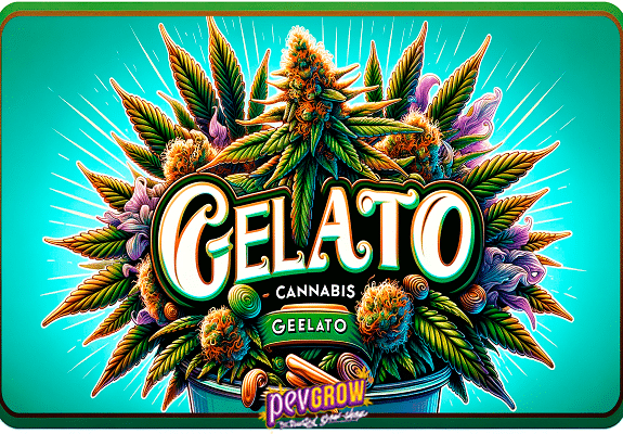 A jar full of multicolored Gelato cannabis buds