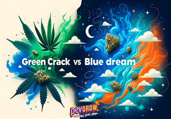 Green Crack vs Blue Dream: Comparativa de Dos Íconos del Cannabis