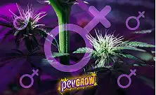 Феминизирани семена – висококачествени за надеждни, само женски реколти