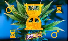 Σπόροι Αυτόματης Άνθισης – Γρήγοροι, Εύκολοι και Υψηλής Απόδοσης Ποικιλίες Κάνναβης