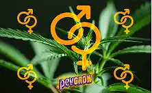 Sementes Regulares de Cannabis