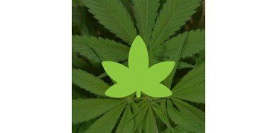 Indicas