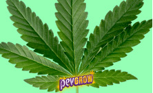 semi di cannabis indica