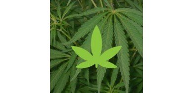 Sativas