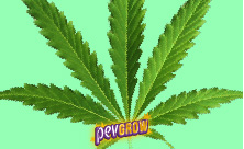 semi di cannabis sativa
