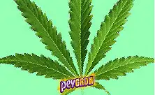 Σπόροι Sativa
