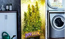 Комплекты для выращивания в помещении — полная настройка без шатра