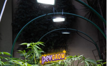 Plant lighting 