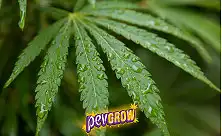 Controlo de Clima para Cultivo Interior