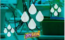 Sistemas de Rega Gota a Gota para Cultivo de Cannabis