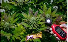 Instrumentos de Medição para Grow Rooms: pH, EC, Temperatura e Humidade