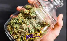 Marihuanas ernten