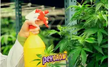 Insektizides Cannabis