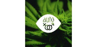 Semillas autoflorecientes regulares