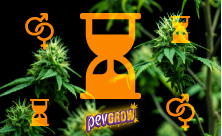 Reguläre autoflowering Cannabissamen