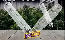 Lâmpadas de Cultivo Indoor