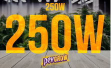 Light Kit 250W