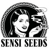 Sensi Seed