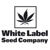 White Label by Sensi Seeds