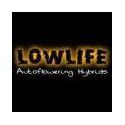 Lowlife Lowlife