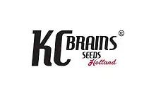 KC Brains Holland - Semillas de marihuana feminizadas - PEV Grow
