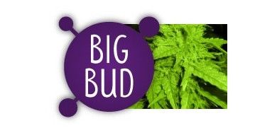 Big Bud
