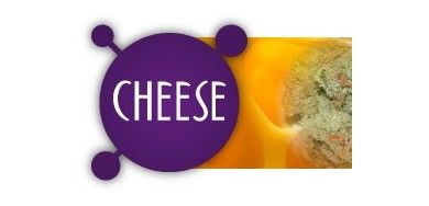 Cheese