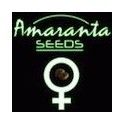 Amaranta Seeds Amaranta Seeds