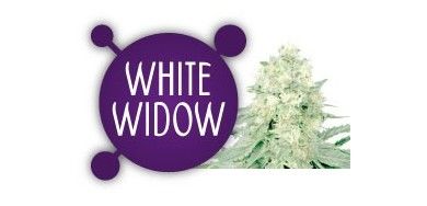 White Widow