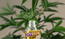 Kupte si CBD olej online