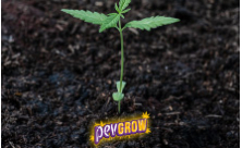 Tierra para Cultivar Marihuana