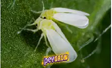 Insekticidi proti belim muhlicam