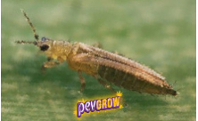 Insecticide thrips