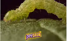 Insecticide pentru Omizi pentru Plantele de Cannabis