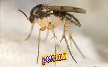 Insecticidas contra o mosquito