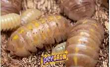 Insecticidas para cochinilla algodonosa