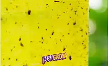 Pasti za insekte za gojenje