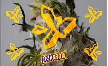 Funxicidas de Cobre para Marihuana