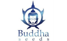 Buddha Seeds CBD