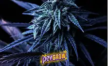 Variedades de Cannabis Azuis