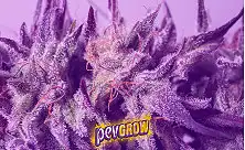 Sementes de Cannabis Roxa